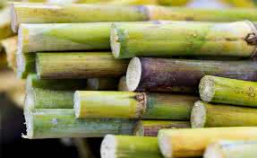 Collapse in sugar production signals new economic crisis for Cuba